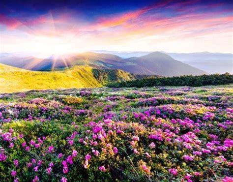 valley  flowers trek  paradise  nature enthusiasts