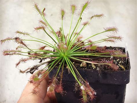 Drosera Intermedia Carolina Giant X Roraima State Brazil Seeds