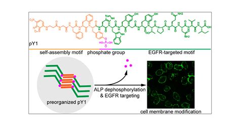 Enzyme Instructed Peptide Assembly Favored By Preorganization For