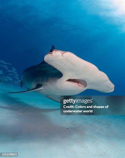 27 Hammerhead Shark Eyes Stock Photos, High-Res Pictures, and Images ...