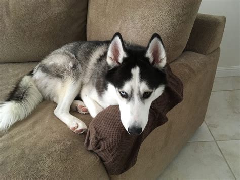 Miss Frizz the Ugly Chicken... - Miss Frizz the Ugly Chicken