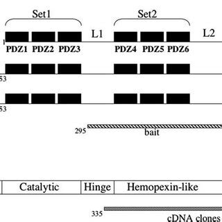 Schematic Representation Of Different Abp Isoforms And Mt Mmp A