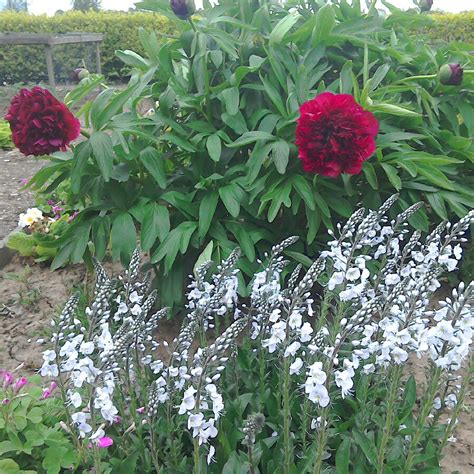 Paeonia Officinalis Rubra Plena Peony Rubra Plena Herbaceous