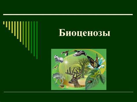 Биоценозы. Видовая структура биоценоза - презентация онлайн