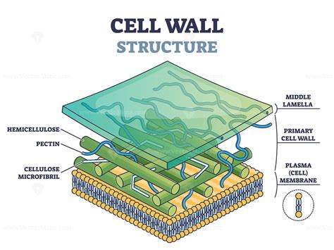 Cell wall structure with plant cellular parts description outline ...