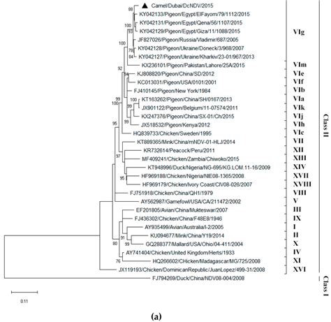 Phylogenetic Analyses Of The Complete Nucleotide Sequences Of A