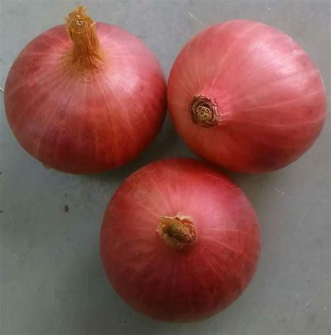 Red FB 1010 F1 Hybrid Onion Seeds Allium Cepa FARMSON BIOTECH