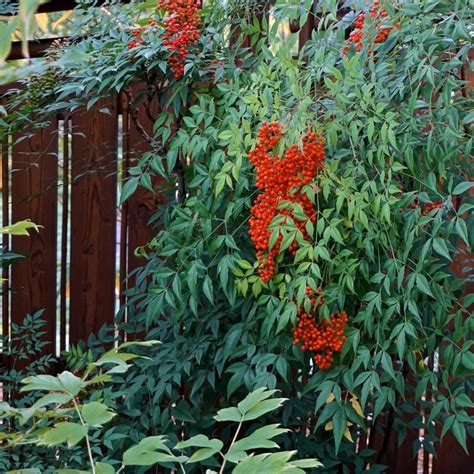 stunning flowering shrubs  transform  garden