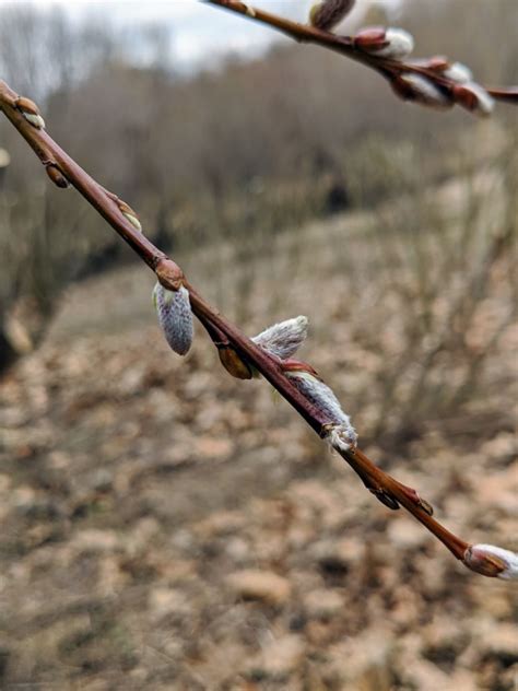 The Martha Stewart Blog Blog Archive Cutting Back The Pussy Willows