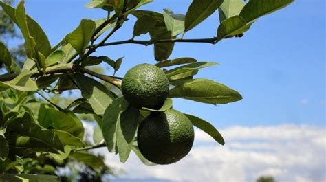 Rare and endemic wild citrus fruit found in Manipur | Rare and endemic ...