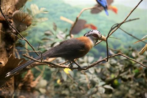 scale feathered malkoha lepidogrammus cumingi zoochat