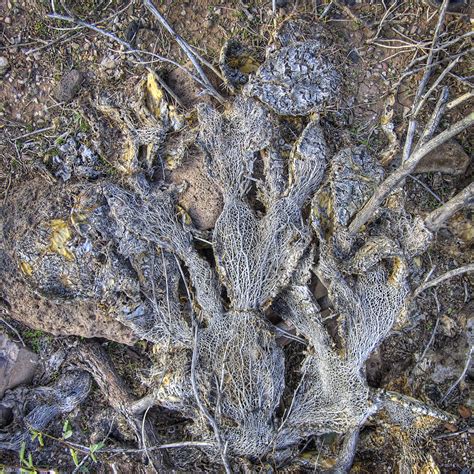 Prickly Pear Ghost Series