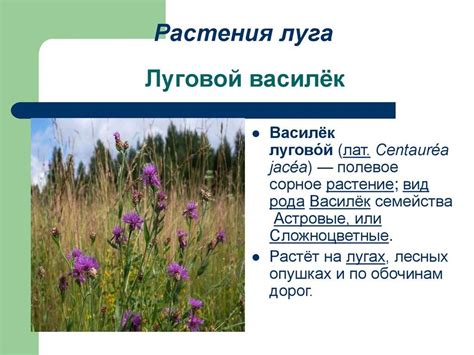 Луговые травы: описание, разновидности