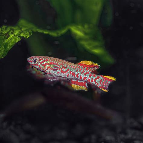 gardeners killifish fundulopanchax gardneri clauseni akure