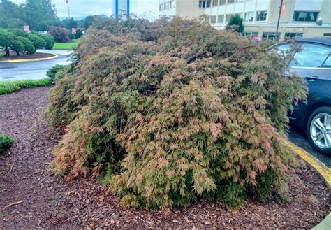 how to prune a japanese maple 4