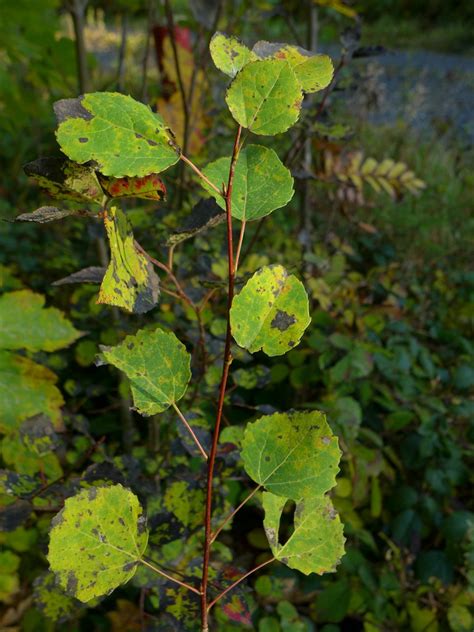 Melampsora Laricis Tremulae Obligat Phytoparasitische Kleinpilze