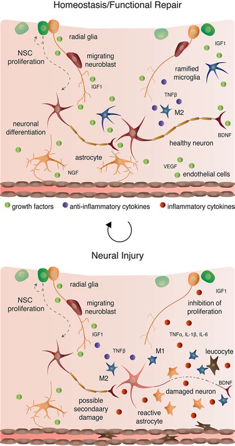 Frontiers Sex Steroids Adult Neurogenesis And Inflammation In CNS