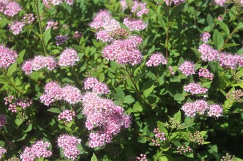 Spirea, Little Princess - Birchfield Nurseries