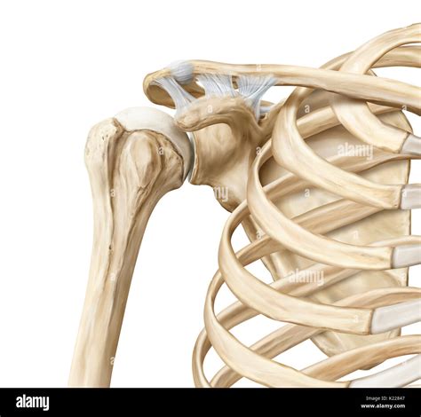 Ball And Socket Joint Diagram