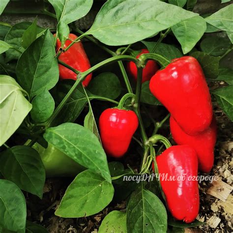 Черные перцы сорта (73 фото)