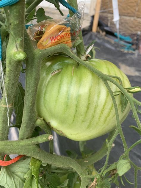 Polish Heart Tomato.. stepping up my suckering game this year. Fortune
