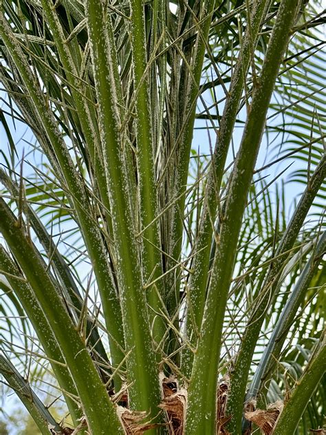 Roebelenii Palm Plant Guide Central Florida Plant Guide