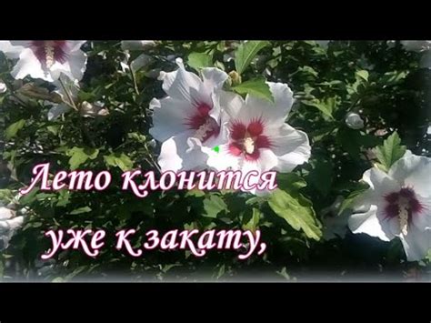 АВГУСТ- десерт Лета! Солнечных дней золотое тепло! - YouTube