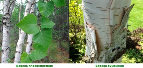 Береза виды и сорта фото