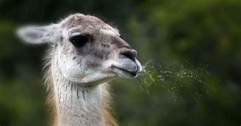 Funny Spitting Llama 600x315w