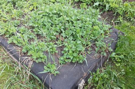 ТОП-20 Видов Мульчирования Почвы: Плюсы & Минусы