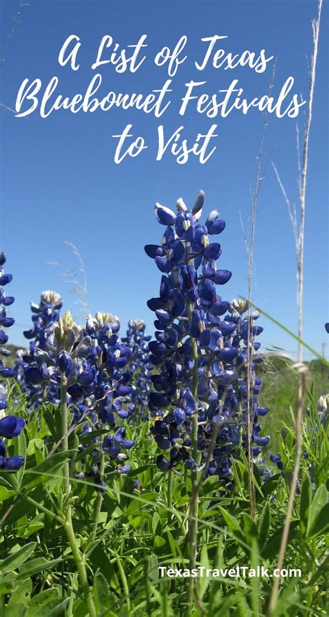 Facts About The Bluebonnet Texas State Flower Best Flower Site