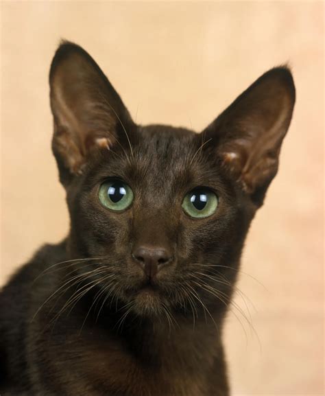 havana brown cats for sale