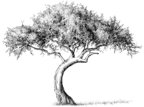 pin  daniel nichols  art references tree sketches trees drawing