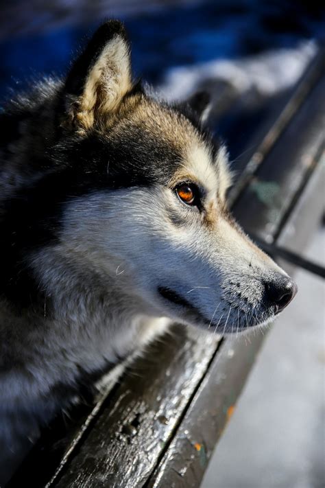 Are Alaskan Malamutes Good Guard Dogs? Ultimate Protectors!