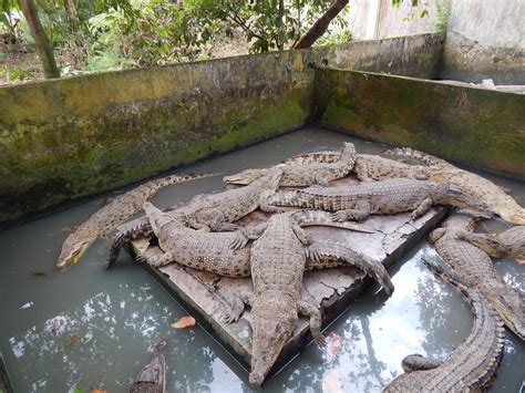 Day 25: The crocodile farm in Medan - Splinter's Paradise