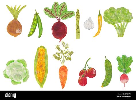 Set Of Watercolor Vegetables Fresh Veggies As Tomato Radish Pepper