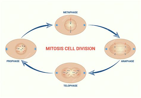 Premium Vector Mitosis Cell Prophase Metaphase Anaphase Telophase