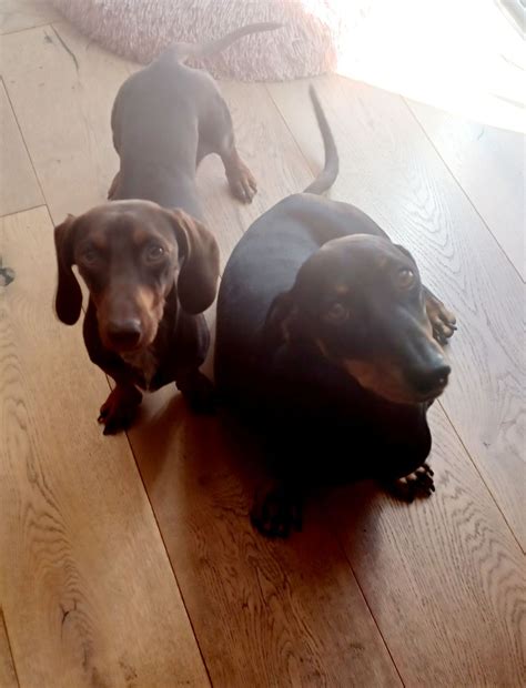 Bobby - Perth WA - Dachshund Rescue Australia