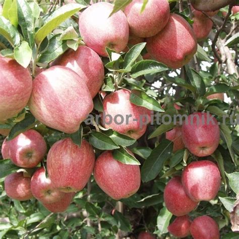 Саженцы яблони Чемпион купить в Москве и Подмосковье недорого из питомника
