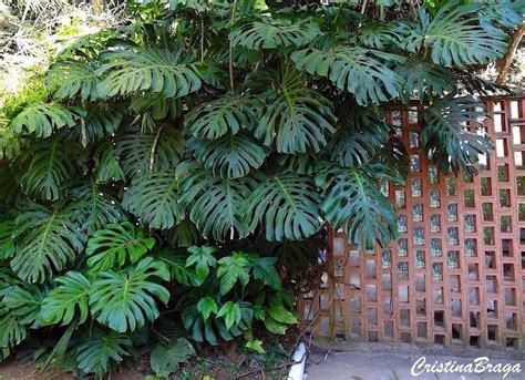 Costela de Adão Monstera deliciosa Flores e Folhagens Folhagens