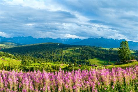 Polen Ferie Midt I Naturen