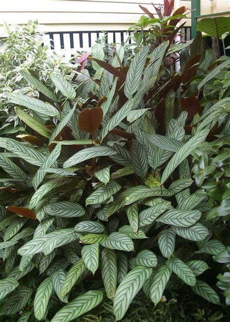 Ctenanthe The Never Never Plants Gardendrum Shade Plants Plants