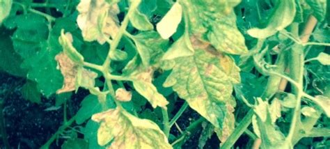 Tobacco Mosaic Virus On Tomato Archives - Garden Answers