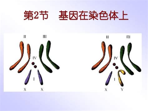 基因在染色体上 Word文档在线阅读与下载 无忧文档