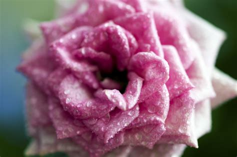 Безплатна снимка : вода, растение, цвете, венчелистче, стар, малък ...