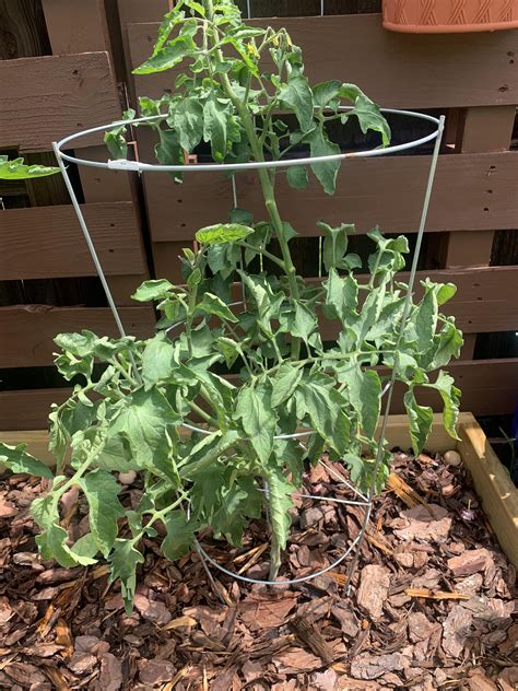 Tomato leaves curling : r/gardening