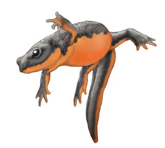 cynops pyrrhogaster