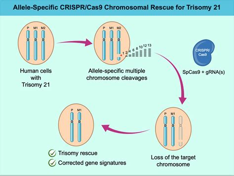 Chromosome 21 Chromosome 21 An Overview | ScienceDirect Topics