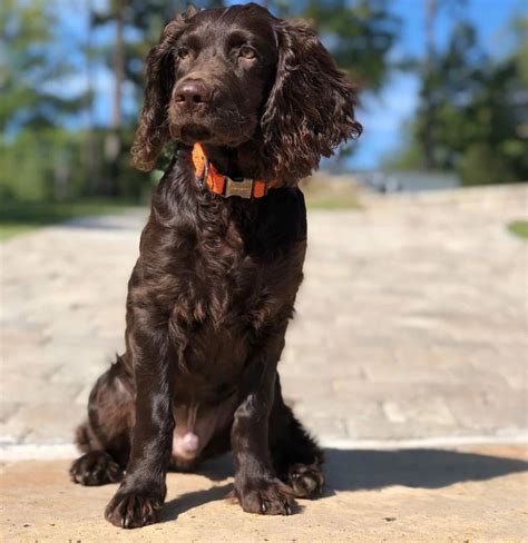 Boykin Spaniel Puppies Behavior And Characteristics In Different Months