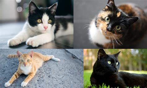 CONHEÇA E APRENDA A IDENTIFICAR AS RAÇAS DE GATOS MAIS COMUNS NO BRASIL